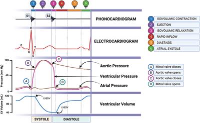 Novel Approach to Assess Cardiac Function Using Systolic Performance and Myocardial Performance Indices From Simultaneous Electrocardiography and Phonocardiography Recordings in Dogs With Various Stages of Myxomatous Mitral Valve Disease